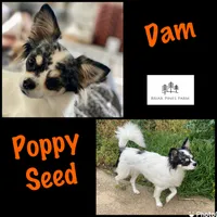 Chia Seed, a female Chihuahua for sale in Bumpass, VA – 7 of 7