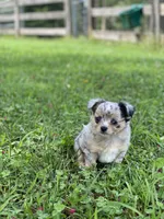 Chia Seed, a female Chihuahua for sale in Bumpass, VA – 4 of 7