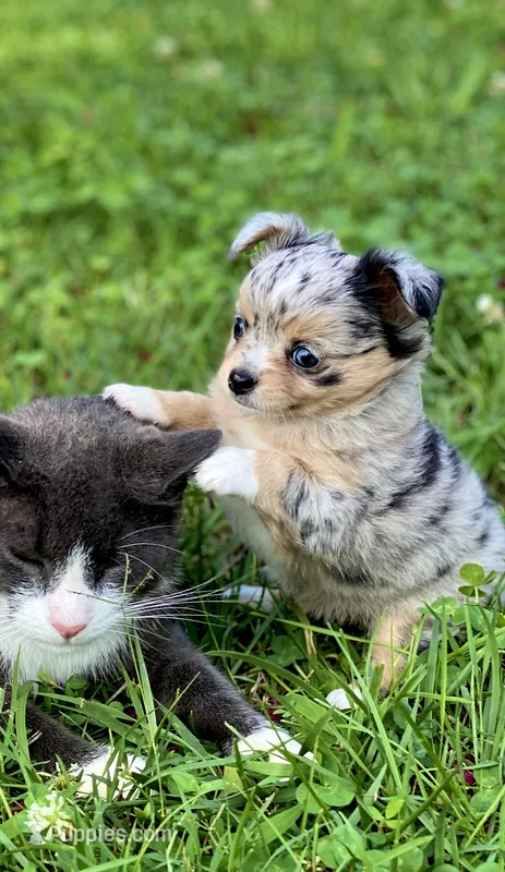 Chia Seed – Chihuahua puppy for sale in Bumpass, VA