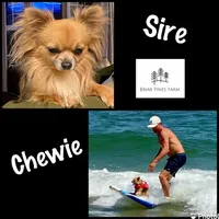 Chia Seed, a female Chihuahua for sale in Bumpass, VA – 6 of 7