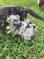 Chia Seed, a female Chihuahua for sale in Bumpass, VA – 5 of 7