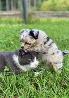 Chia Seed, a female Chihuahua for sale in Bumpass, VA – 2 of 7