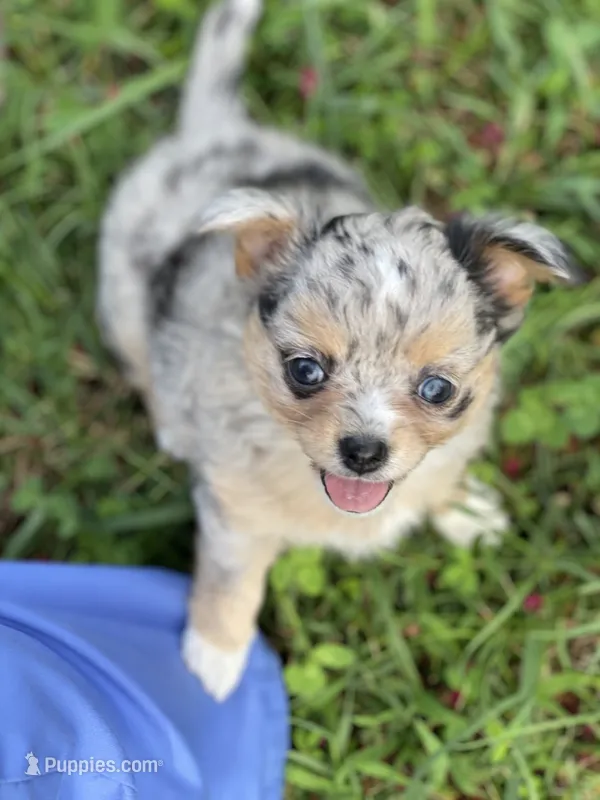 Chia Seed – Chihuahua puppy for sale in Bumpass, VA