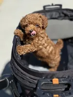 Barbie , a female Poodle - Toy  for sale in Rancho Cucamonga, CA – 2 of 4