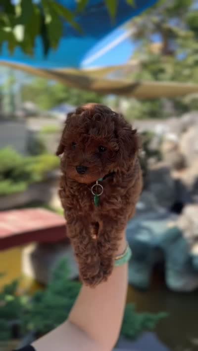 Barbie , a female Poodle - Toy  for sale in Rancho Cucamonga, CA – 3 of 4