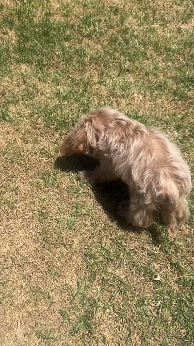 Cindy , a female Poodle - Toy  for sale in Rancho Cucamonga, CA – 3 of 3