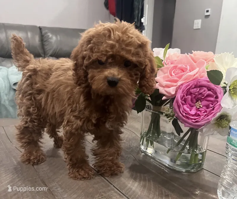 Julie  – Poodle - Toy  puppy for sale in Rancho Cucamonga, CA