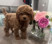 Julie , a female Poodle - Toy  for sale in Rancho Cucamonga, CA – 1 of 4