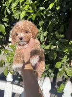 Pie, a female Poodle - Toy  for sale in Rancho Cucamonga, CA – 2 of 5