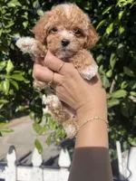 Pie, a female Poodle - Toy  for sale in Rancho Cucamonga, CA – 5 of 5