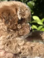 Pie, a female Poodle - Toy  for sale in Rancho Cucamonga, CA – 4 of 5