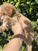 Pie, a female Poodle - Toy  for sale in Rancho Cucamonga, CA – 1 of 5