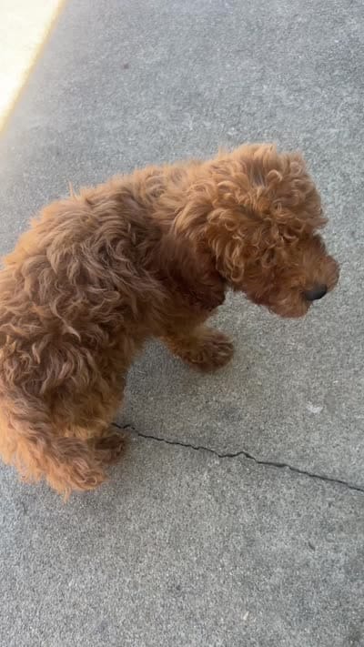 Julie , a female Poodle - Toy  for sale in Rancho Cucamonga, CA – 4 of 4