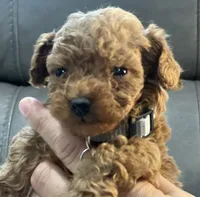 Fred, a male Poodle - Toy  for sale in Rancho Cucamonga, CA – 2 of 4