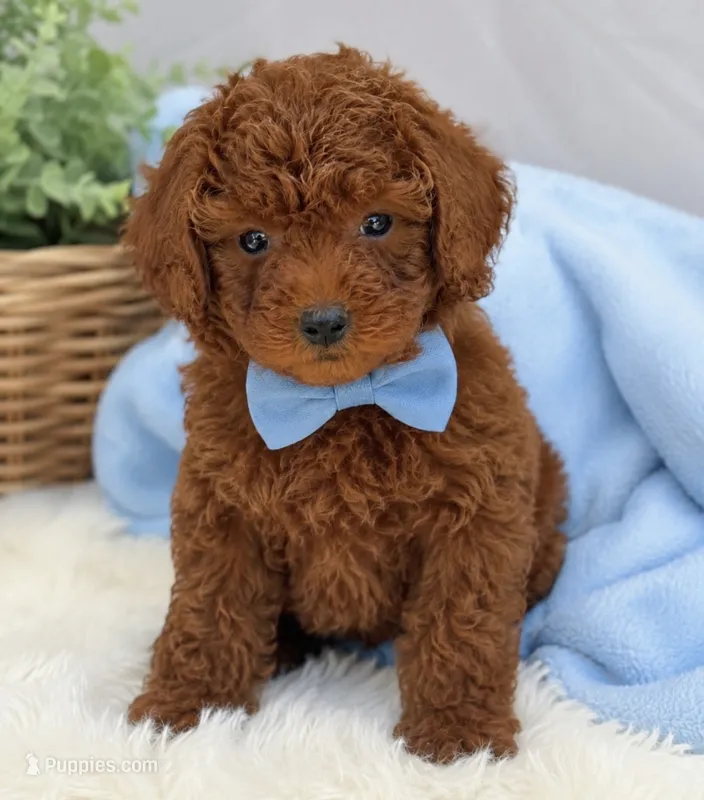 Jr – Poodle - Toy  puppy for sale in Rancho Cucamonga, CA