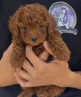 Rose , a female Poodle - Toy  for sale in Rancho Cucamonga, CA – 2 of 2