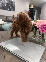 Julie , a female Poodle - Toy  for sale in Rancho Cucamonga, CA – 3 of 4