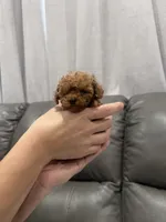 Fred, a male Poodle - Toy  for sale in Rancho Cucamonga, CA – 4 of 4