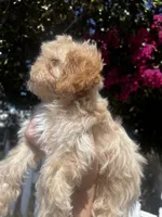 Cindy , a female Poodle - Toy  for sale in Rancho Cucamonga, CA – 2 of 3
