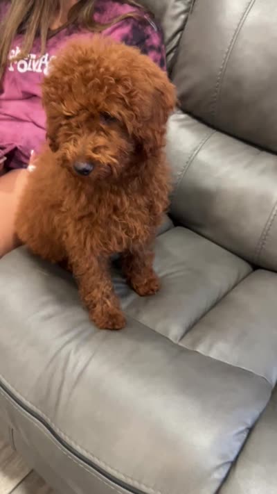 Charlie , a male Poodle - Miniature  for sale in Rancho Cucamonga, CA – 3 of 3