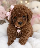 Rose , a female Poodle - Toy  for sale in Rancho Cucamonga, CA – 1 of 2