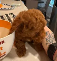 Missy, a female Poodle - Toy  for sale in Rancho Cucamonga, CA – Photo 3 of 4