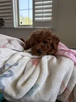 Missy, a female Poodle - Toy  for sale in Rancho Cucamonga, CA – Photo 1 of 4