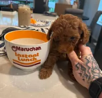 Missy, a female Poodle - Toy  for sale in Rancho Cucamonga, CA – Photo 2 of 4