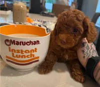 Missy, a female Poodle - Toy  for sale in Rancho Cucamonga, CA – Photo 4 of 4