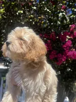 Cindy , a female Poodle - Toy  for sale in Rancho Cucamonga, CA – 1 of 3