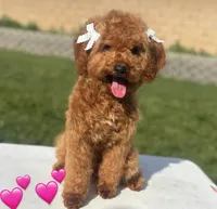 Cavapoo, a female Cavapoo for sale in Rancho Cucamonga, CA – Photo 2 of 2