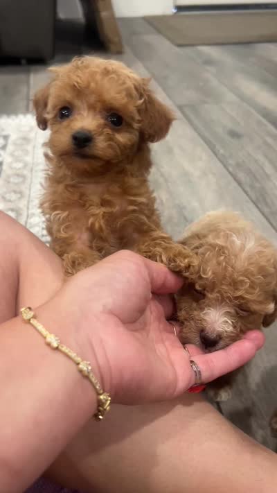 Pie, a female Poodle - Toy  for sale in Rancho Cucamonga, CA – 3 of 5