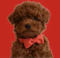 Rolo , a male Poodle - Toy  for sale in Rancho Cucamonga, CA – Photo 2 of 3