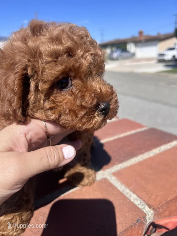 Girl 1  – Poodle - Toy  puppy for sale in Rancho Cucamonga, CA