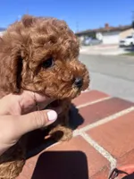 Girl 1 , a female Poodle - Toy  for sale in Rancho Cucamonga, CA – Photo 1 of 4