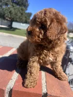 Girl 1 , a female Poodle - Toy  for sale in Rancho Cucamonga, CA – Photo 3 of 4