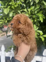 Girl 1 , a female Poodle - Toy  for sale in Rancho Cucamonga, CA – Photo 4 of 5