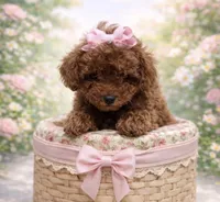 Girl 1 , a female Poodle - Toy  for sale in Rancho Cucamonga, CA – Photo 3 of 5