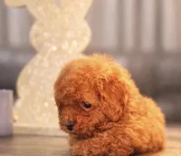 Girl 1 , a female Poodle - Toy  for sale in Rancho Cucamonga, CA – Photo 2 of 5