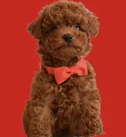 Rolo , a male Poodle - Toy  for sale in Rancho Cucamonga, CA – Photo 3 of 3