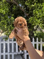 Girl 1 , a female Poodle - Toy  for sale in Rancho Cucamonga, CA – Photo 4 of 4
