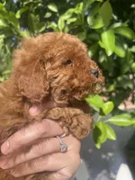 Girl 1 , a female Poodle - Toy  for sale in Rancho Cucamonga, CA – Photo 5 of 5