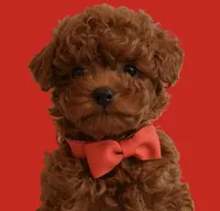 Rolo , a male Poodle - Toy  for sale in Rancho Cucamonga, CA – Photo 1 of 3