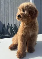 Boy1, a male Poodle - Miniature  for sale in Rancho Cucamonga, CA – Photo 1 of 2