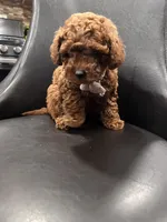 Barbie , a female Poodle - Toy  for sale in Rancho Cucamonga, CA – 4 of 4
