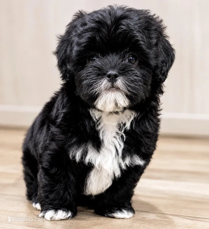 Penguin – Poodle - Toy  puppy for sale in Rancho Cucamonga, CA
