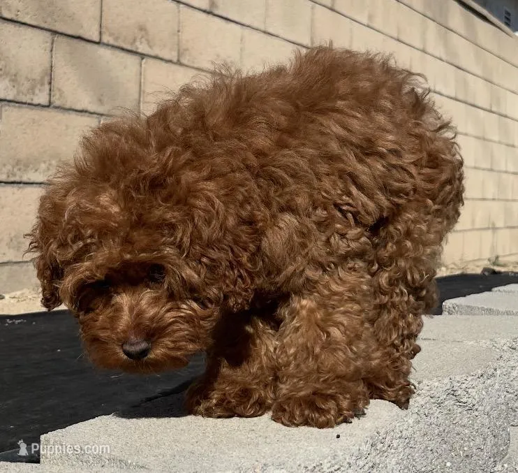 Boy1  – Miniature Goldendoodle puppy for sale in Rancho Cucamonga, CA