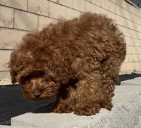 Boy1 , a male Miniature Goldendoodle for sale in Rancho Cucamonga, CA – Photo 1 of 3