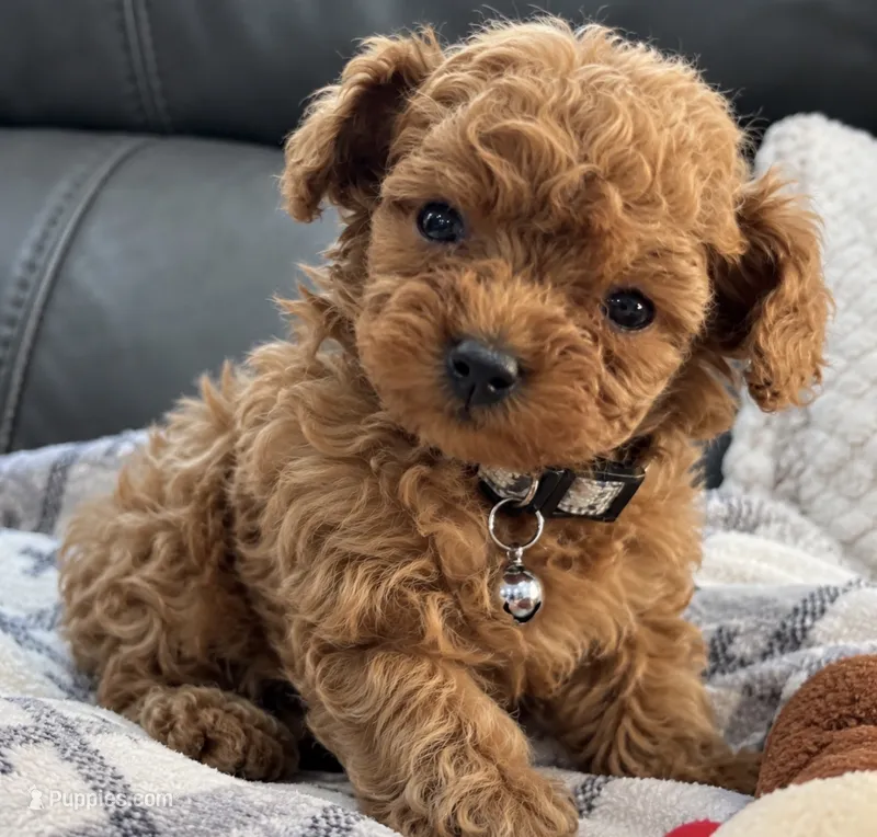 Fred, a male Poodle - Toy  for sale in Rancho Cucamonga, CA – 1 of 4