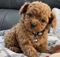 Fred, a male Poodle - Toy  for sale in Rancho Cucamonga, CA – 1 of 4